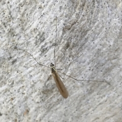 Tipulidae or Limoniidae (family) (Unidentified Crane Fly) at Holt, ACT - 18 May 2021 by MattFox