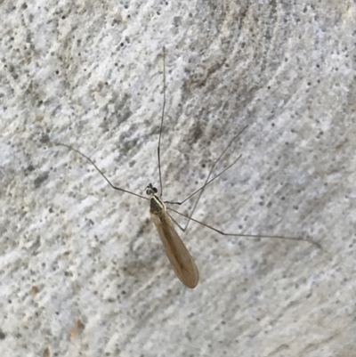 Unidentified Crane fly, midge, mosquito & gnat (several families) at Holt, ACT - 18 May 2021 by MattFox
