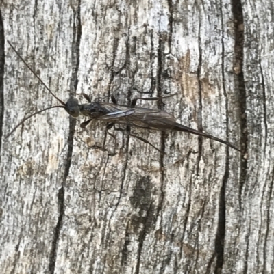 Monomachus antipodalis (A parasitic wasp) at Aranda Bushland - 18 May 2021 by MattFox