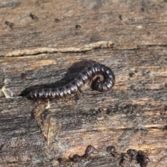 Diplopoda sp. (class) (Unidentified millipede) at Bruce, ACT - 22 Jul 2021 by AlisonMilton