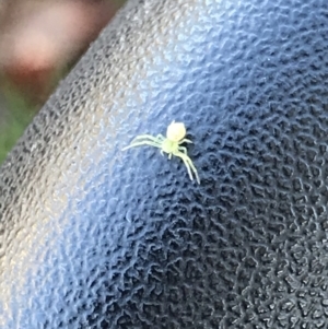 Thomisidae (family) at Hackett, ACT - 21 May 2021 02:00 PM