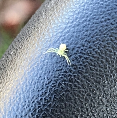 Thomisidae (family) (Unidentified Crab spider or Flower spider) at Hackett, ACT - 21 May 2021 by MattFox