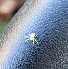 Thomisidae (family) at Hackett, ACT - 21 May 2021 02:00 PM