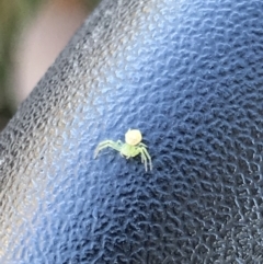 Thomisidae (family) at Hackett, ACT - 21 May 2021