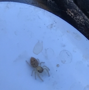 Salticidae (family) at Hackett, ACT - 21 May 2021 02:04 PM