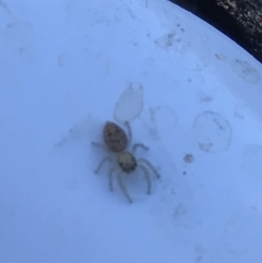 Salticidae (family) at Hackett, ACT - 21 May 2021