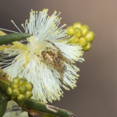 Araneinae (subfamily) (Orb weaver) at Bruce, ACT - 22 Jul 2021 by AlisonMilton