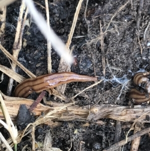 Anzoplana trilineata at Bruce, ACT - 23 Jul 2021 07:12 PM