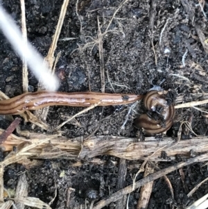 Anzoplana trilineata at Bruce, ACT - 23 Jul 2021