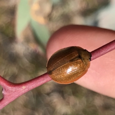 Paropsisterna cloelia (Eucalyptus variegated beetle) at Bruce Ridge to Gossan Hill - 25 May 2021 by MattFox