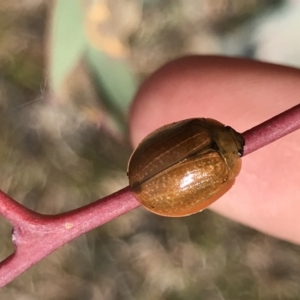 Paropsisterna cloelia at Aranda, ACT - 25 May 2021 10:55 AM