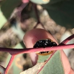 Paropsisterna cloelia at Aranda, ACT - 25 May 2021 10:55 AM