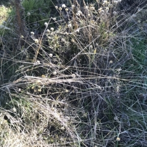 Coronidium sp. at Mount Clear, ACT - 30 May 2021 12:00 PM