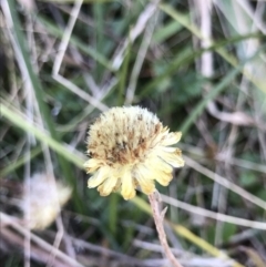 Coronidium sp. at Mount Clear, ACT - 30 May 2021 12:00 PM