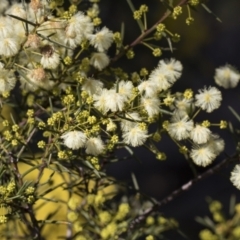 Acacia genistifolia (Early Wattle) at Bruce Ridge - 22 Jul 2021 by AlisonMilton