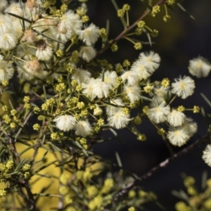 Acacia genistifolia at Bruce, ACT - 22 Jul 2021 12:57 PM