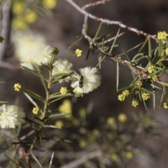 Acacia genistifolia at Bruce, ACT - 22 Jul 2021 12:57 PM