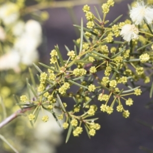 Acacia genistifolia at Bruce, ACT - 22 Jul 2021 12:57 PM