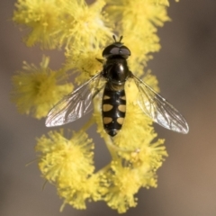 Melangyna viridiceps (Hover fly) at Bruce Ridge - 22 Jul 2021 by AlisonMilton