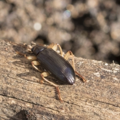 Alleculinae sp. (Subfamily) (Unidentified Comb-clawed beetle) at Bruce Ridge to Gossan Hill - 22 Jul 2021 by AlisonMilton