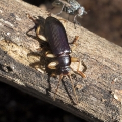 Alleculinae sp. (Subfamily) at Bruce, ACT - 22 Jul 2021