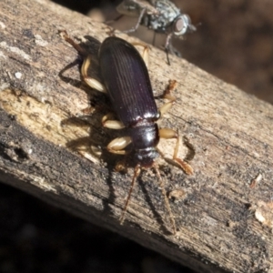 Alleculinae sp. (Subfamily) at Bruce, ACT - 22 Jul 2021