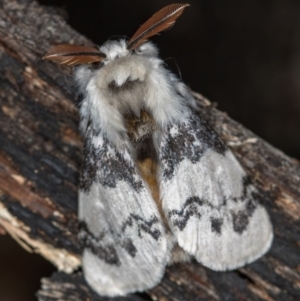 Iropoca rotundata at Paddys River, ACT - 12 Nov 2018