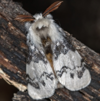 Iropoca rotundata (Iropoca rotundata) at Tidbinbilla Nature Reserve - 12 Nov 2018 by Bron