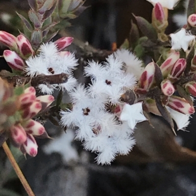 Leucopogon attenuatus (Small-leaved Beard Heath) at Mount Clear, ACT - 30 May 2021 by MattFox