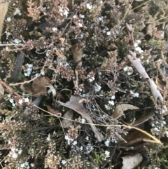 Styphelia attenuata at Mount Clear, ACT - 30 May 2021