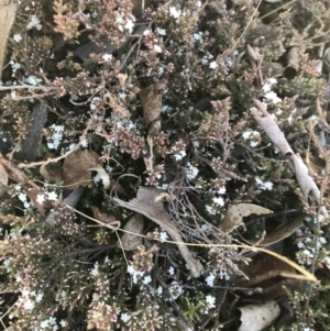 Styphelia attenuata at Mount Clear, ACT - 30 May 2021