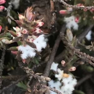 Styphelia attenuata at Mount Clear, ACT - 30 May 2021