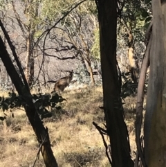 Notamacropus rufogriseus (Red-necked Wallaby) at Namadgi National Park - 30 May 2021 by MattFox