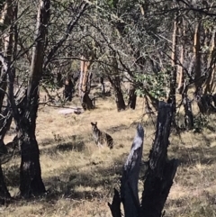 Notamacropus rufogriseus at Mount Clear, ACT - 30 May 2021