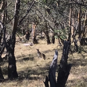 Notamacropus rufogriseus at Mount Clear, ACT - 30 May 2021