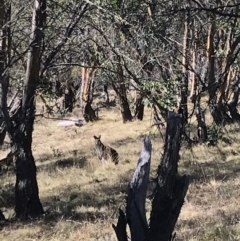 Notamacropus rufogriseus at Mount Clear, ACT - 30 May 2021