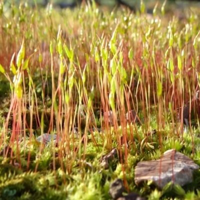 Unidentified Moss, Liverwort or Hornwort at Bruce, ACT - 11 Aug 2020 by JanetRussell