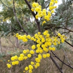 Acacia baileyana x Acacia dealbata (Cootamundra Wattle x Silver Wattle (Hybrid)) at Holt, ACT - 19 Jul 2021 by drakes