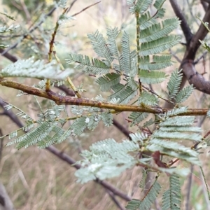 Acacia baileyana x Acacia dealbata at Holt, ACT - 19 Jul 2021 10:27 AM