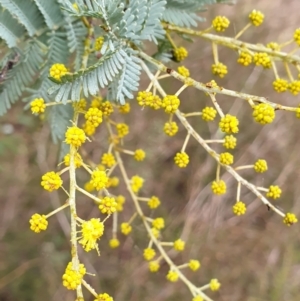 Acacia baileyana x Acacia dealbata at Holt, ACT - 19 Jul 2021 10:27 AM