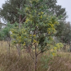 Acacia baileyana x Acacia dealbata at Holt, ACT - 19 Jul 2021