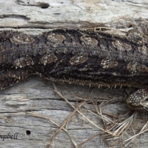 Pogona barbata at Blue Mountains National Park, NSW - 11 Jan 2018