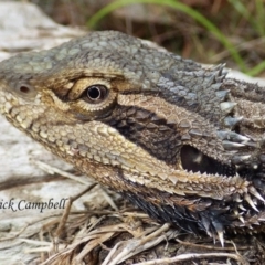 Pogona barbata at Blue Mountains National Park, NSW - 11 Jan 2018