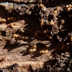 Nasutitermes sp. (genus) (Snouted termite, Gluegun termite) at QPRC LGA - 21 Jul 2021 by Paul4K