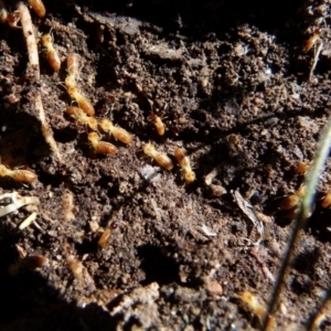 Nasutitermes sp. (genus) at Boro, NSW - suppressed