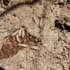 Unidentified Termite (superfamily Termitoidea) at Boro, NSW - 21 Jul 2021 by Paul4K