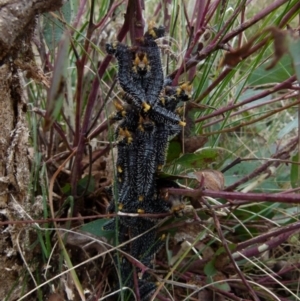 Perga sp. (genus) at Boro, NSW - 23 Jul 2021