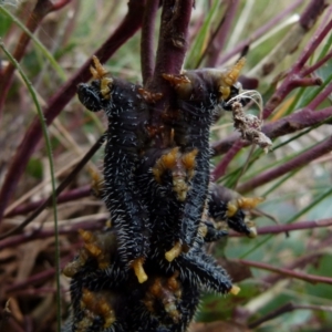 Perga sp. (genus) at Boro, NSW - 23 Jul 2021