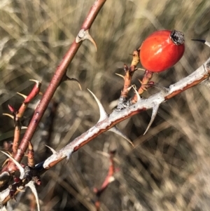 Rosa sp. at Mount Clear, ACT - 30 May 2021 02:24 PM