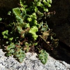 Pleurosorus rutifolius (Blanket Fern) at Boro - 21 Jul 2021 by Paul4K